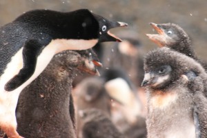 Klik hier voor meer...